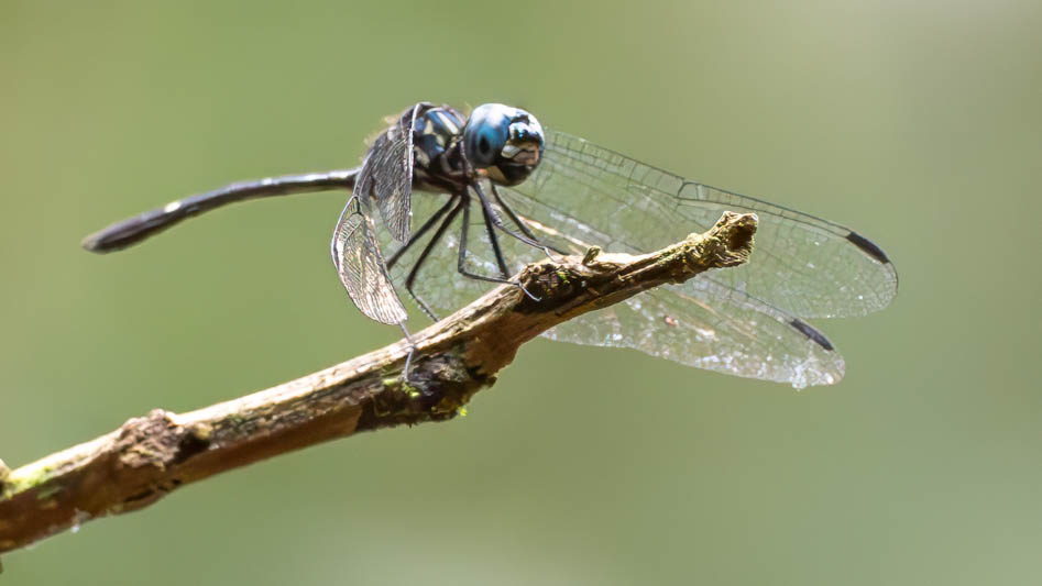 Micrathyria mengeri (Fork-tipped Dasher) male-3.jpg